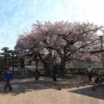Hamura1