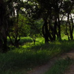 cropped-IMG_20271.jpg