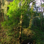 IMGP0336