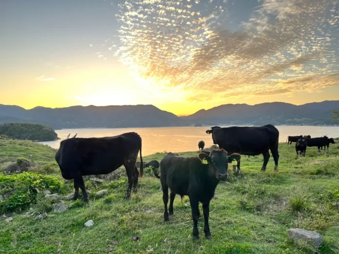 57912-11-e0984a897697ef0b91c19d15fa674faf-1478x1108